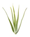 Aloevera on white background