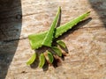 Aloevera on the wood table have green colour. It is herbal plant for skin , hair , stomach Royalty Free Stock Photo