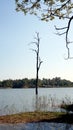 Alone abstract concept, dead tree in the middle of lake Royalty Free Stock Photo