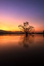 Alone alive tree is in the flood of lake at sunrise