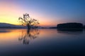 Alone alive tree is in the flood of lake at sunrise