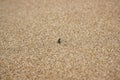 Alone ant on bright golden beach sand