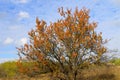 Alone apricot tree against blue sky Royalty Free Stock Photo