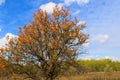 Alone apricot tree against blue sky Royalty Free Stock Photo