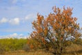 Alone apricot tree against blue sky Royalty Free Stock Photo