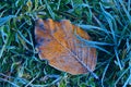 Alone autumn beech leaf on grass in hoarfrost