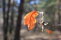 Alone autumn dry oak leaf on twig Royalty Free Stock Photo