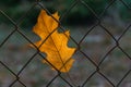 Alone autumn golden carved red oak tree Quercus rubra leaf stuck in the metal Rabitz mesh in garden.