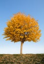 Alone autumn tree Royalty Free Stock Photo