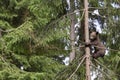 Alone baby bear in tree