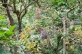 Alone baby monkey sits on the huge tree in the rainforest of Ubud, Bali