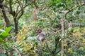 Alone baby monkey sits on the huge tree in the rainforest of Ubud, Bali