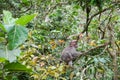 Alone baby monkey sits on the huge tree in the rainforest of Ubud, Bali