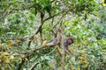 Alone baby monkey sits on the huge tree in the rainforest of Ubud, Bali