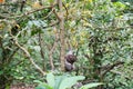 Alone baby monkey sits on the huge tree in the rainforest of Ubud, Bali