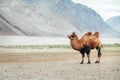 Alone Bactrian camel standing near the Hunder village in Nubra Valley, Diskit Nubra tehsil, Ladakh Union territory in India