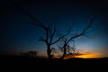 Alone bare tree silhouette against star night sky from dusk Royalty Free Stock Photo