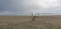 alone beach Royalty Free Stock Photo