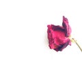 Alone beautiful beauty bloom blossom bruised color crimson dark death decoration dry floral flower fragile gift glamour green hagg