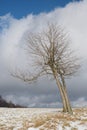 Alone beech tree in winter frost meadow. Cloudy sky in the background.