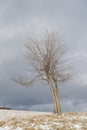 Alone beech tree in winter frost meadow. Cloudy sky in the background.