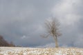 Alone beech tree in winter frost meadow. Cloudy sky in the background.