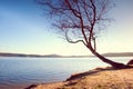 Alone bended birch tree at sea beach, empty branche s without leaves.