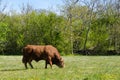 Alone big bull grazing in a green landscape