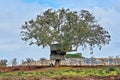 Alone big tree with small treehouse in backyard against blue sky