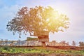 Alone big tree with small treehouse in backyard against blue sky