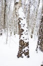 Alone birch