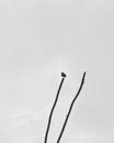Alone bird looking at sky Royalty Free Stock Photo