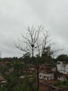 Alone bird in the tree and enjoy rain Royalty Free Stock Photo