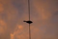 Alone bird on the vire