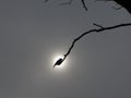 Alone black bird on tree. sun in background Royalty Free Stock Photo