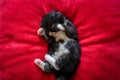 Black Kitten Sleeping Alone Royalty Free Stock Photo