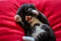 Black Kitten Sleeping Alone Royalty Free Stock Photo