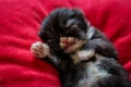 Black Kitten Sleeping Alone Royalty Free Stock Photo