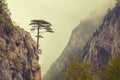 The alone black pine tree