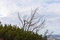 Alone branches of mature mountain ash tree over small bushes next to mountain trail at autumn day Royalty Free Stock Photo