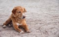 Alone brown dog sitting on sandy beach