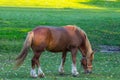 Alone brown horse graze on a green pasture