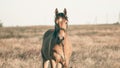 Alone brown horse grazing in the summer field at sunset