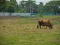 Alone Brown ox get feeding on green field at rural of Thailand.