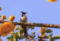 Alone bulbul bird Pycnonotidae Royalty Free Stock Photo