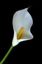 Alone Calla lily flower on a black background Royalty Free Stock Photo