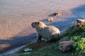 Alone Capybaras  feeding Beside the Lake on a Sunny Day Royalty Free Stock Photo