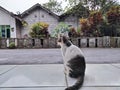 alone cat with house view and street