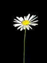 Alone chamomile on black and transparent background Royalty Free Stock Photo