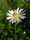 Alone chamomile Royalty Free Stock Photo